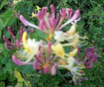Caprifoglio partic. fiore